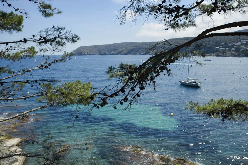 A turquoise cove framed by the branches of a pine tree
